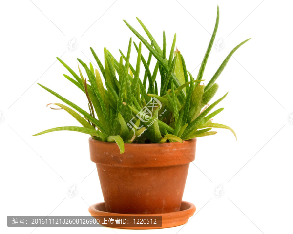 蘆薈-匯圖網(wǎng) www.fosd68.com 蘆薈