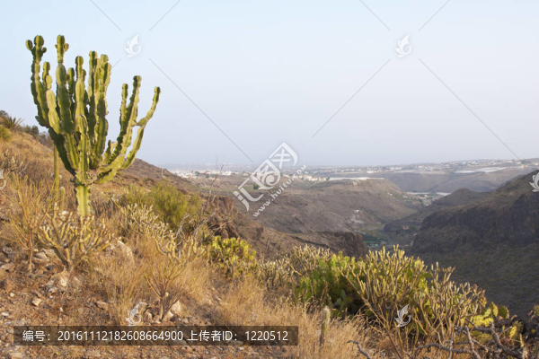 山上的天空樹景觀自然大加納利的仙人掌