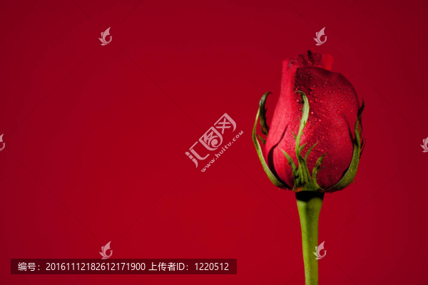 單一的紅玫瑰
