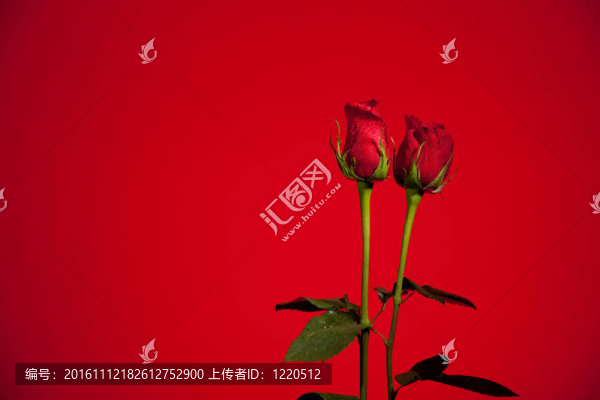 紅色的玫瑰