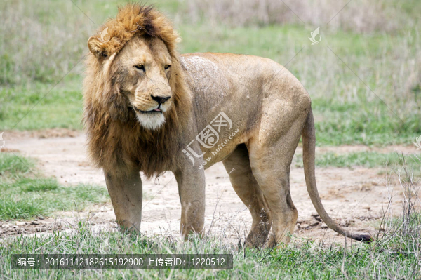 非洲獅（Panthera,leo）