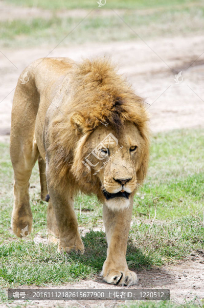 非洲獅（Panthera,leo）