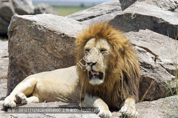 非洲獅（Panthera,leo）