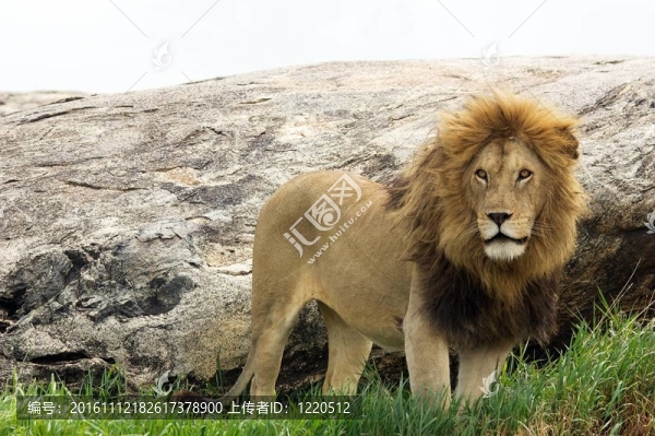 非洲獅（Panthera,leo）