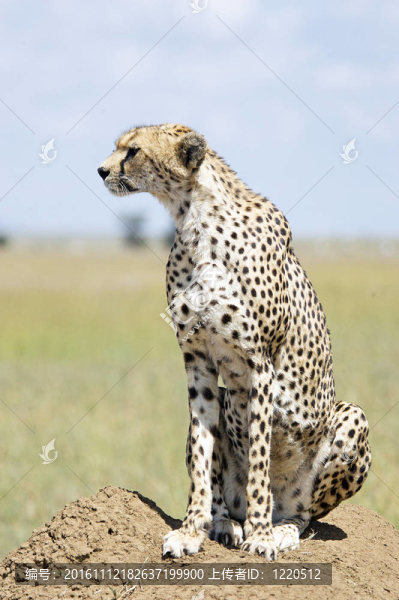 獵豹
