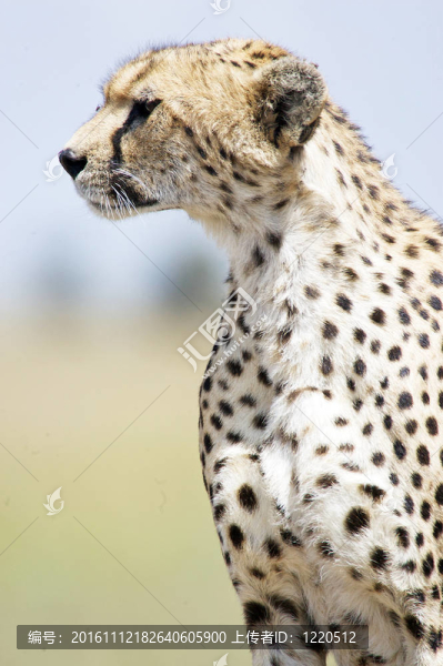 獵豹