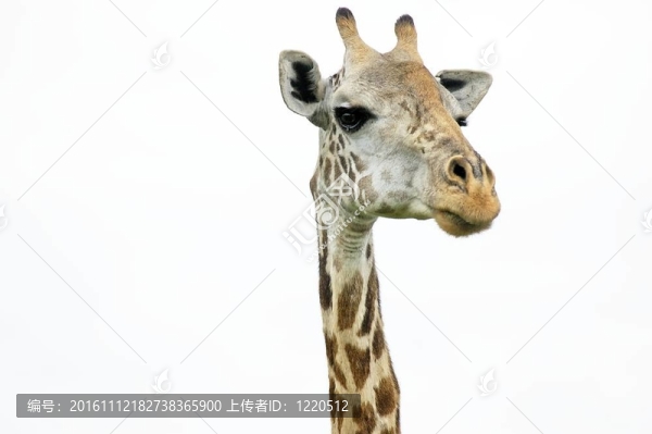 長頸鹿