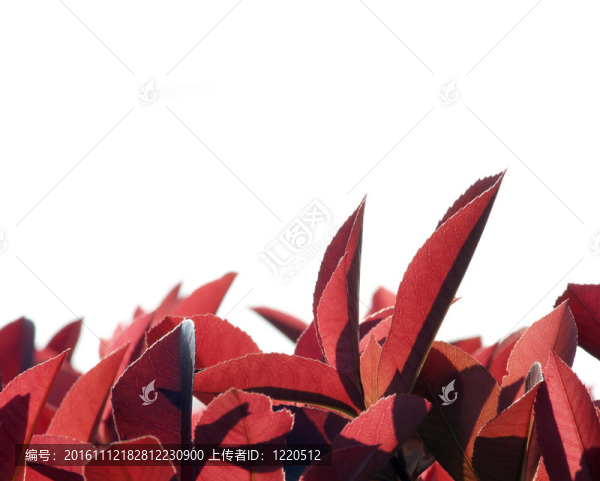 紅色的葉子
