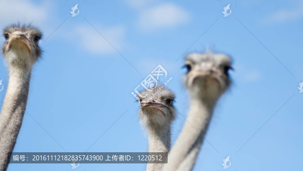 三