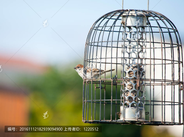 雀鳥喂食器