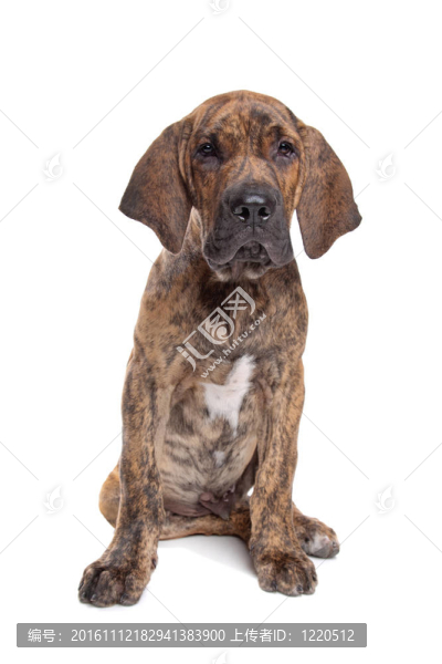 巴西獒或Fila,Brasileiro