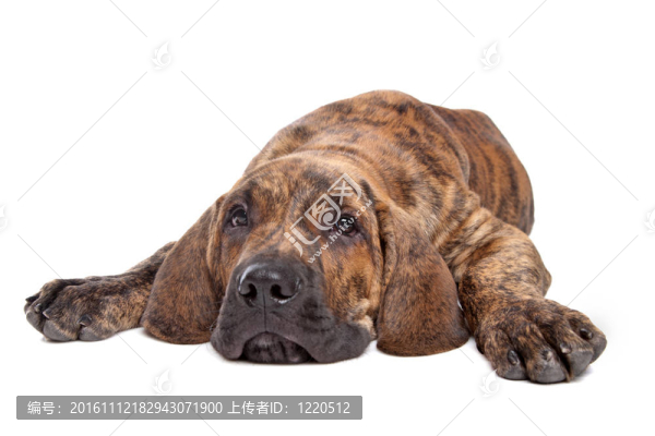 巴西獒或Fila,Brasileiro