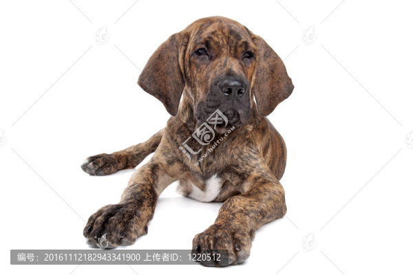 巴西獒或Fila,Brasileiro