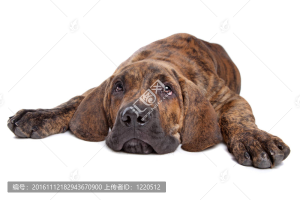 巴西獒或Fila,Brasileiro