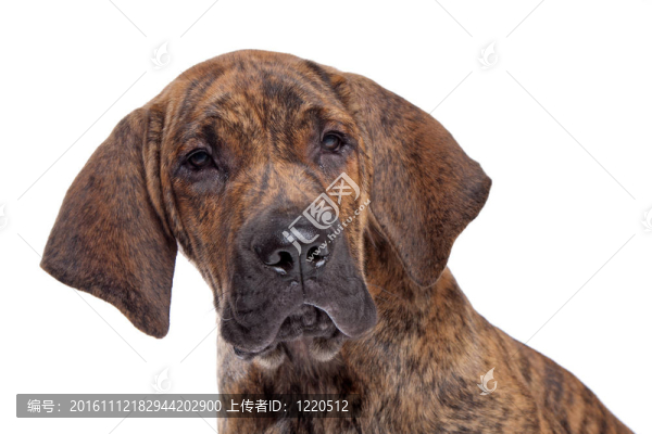 巴西獒或Fila,Brasileiro