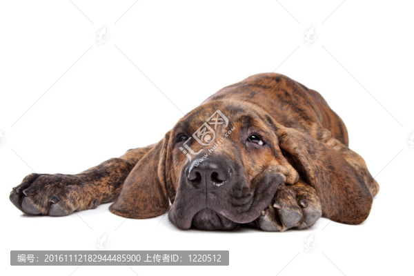 巴西獒或Fila,Brasileiro