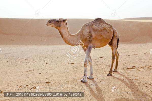 Sahara駱駝。