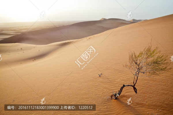 Sahara沙丘小喬木。