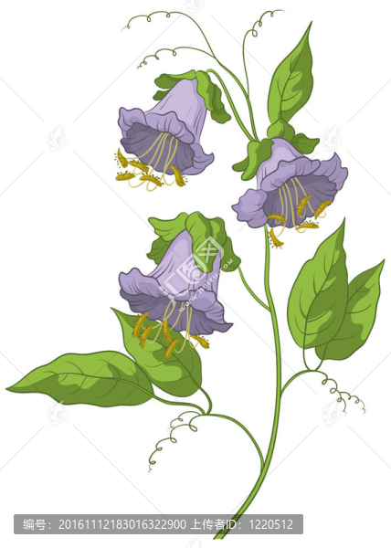 花科比