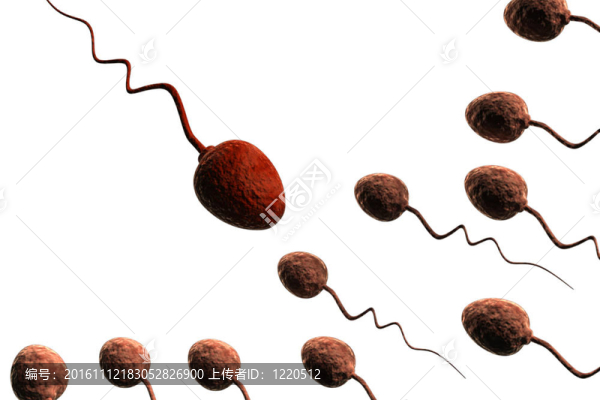 精子細(xì)胞和紅色的一個(gè)領(lǐng)導(dǎo)者