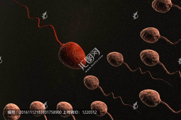 精子細(xì)胞和紅色的一個(gè)領(lǐng)導(dǎo)者
