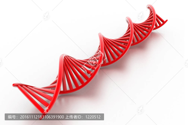 DNA是