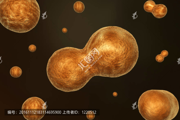 細(xì)胞分裂