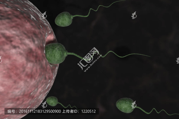 進入人卵的精子細(xì)胞