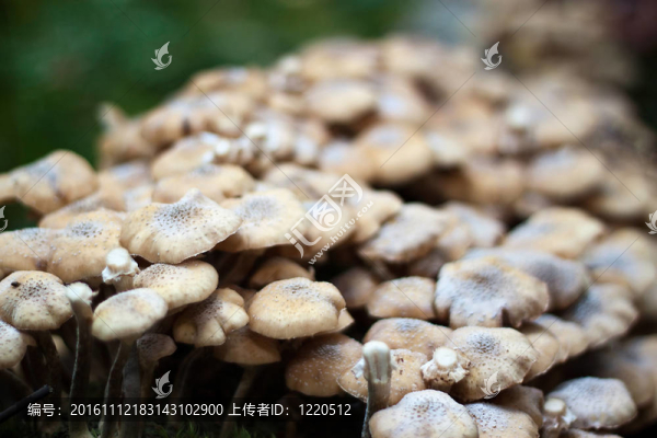 老樹上的蜂蜜真菌