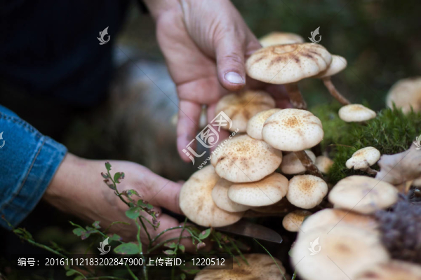 蜂蜜真菌和女人的手