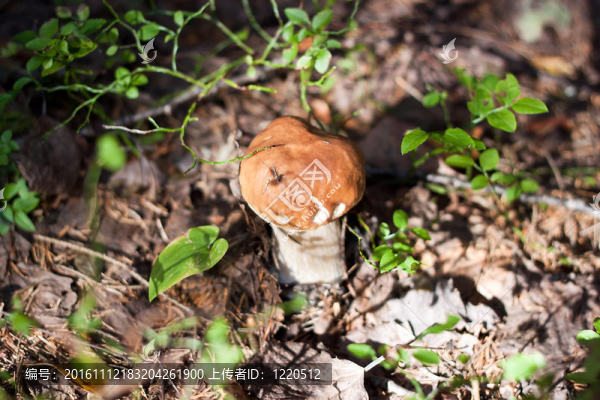 CEP