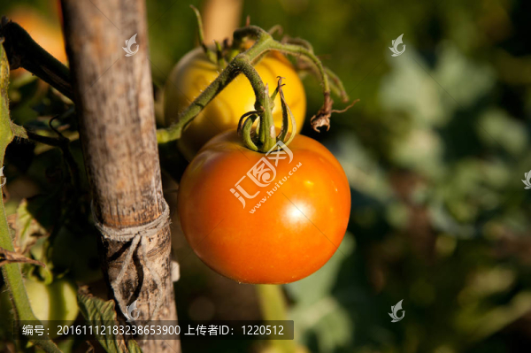 在花園中的植物生長(zhǎng)的紅番茄