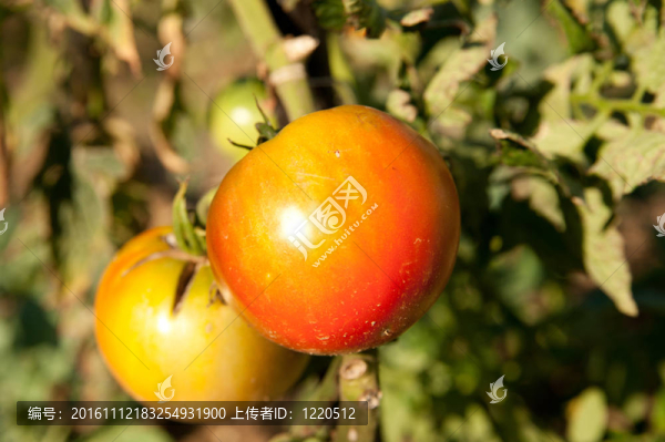 在花園中的植物生長(zhǎng)的紅番茄