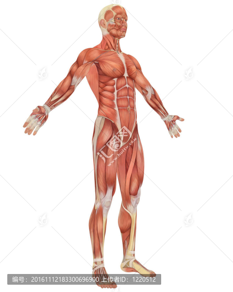 男性肌肉解剖角度前視圖