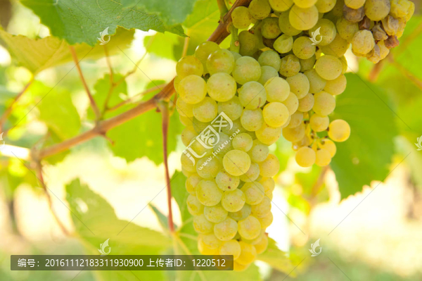 秋天葡萄園里掛在葡萄園陽光下的成熟葡萄