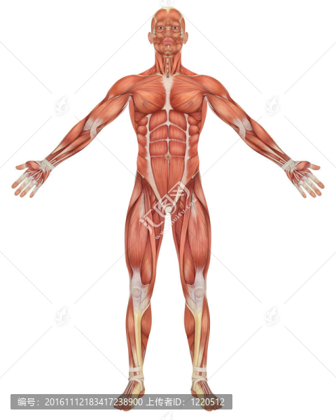 男性肌肉解剖前視圖