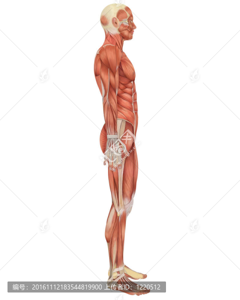男性肌肉解剖側(cè)視圖