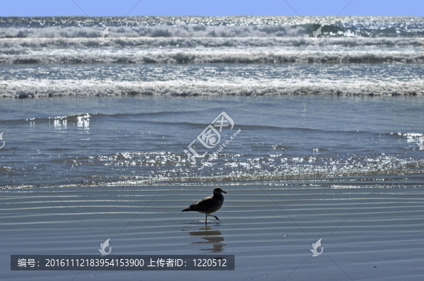鳥在海灘上散步