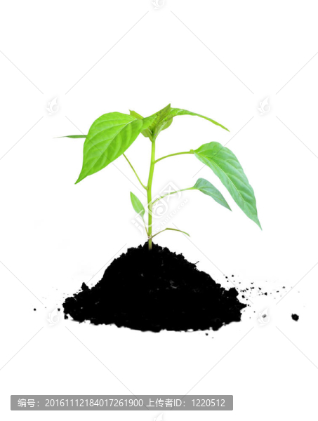 種植植物綠色和土壤