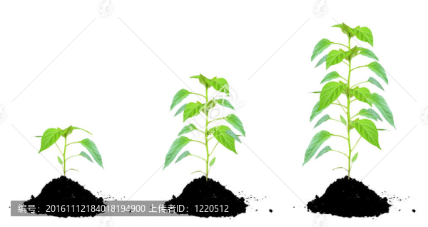 植物綠色和土壤