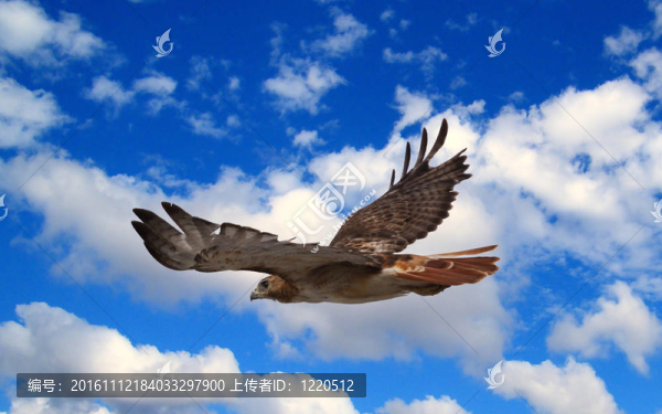 鷹在飛行
