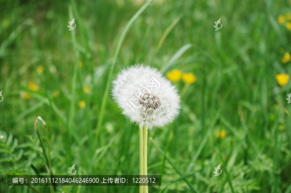 蒲公英時鐘
