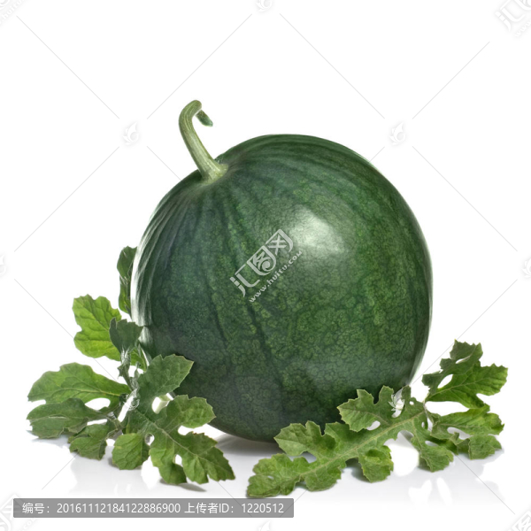 西瓜葉白