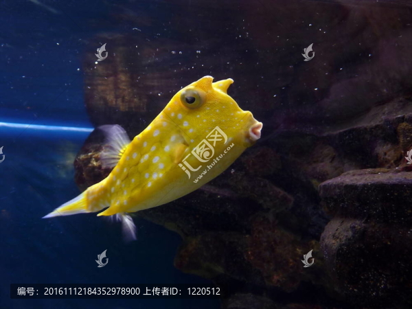 黃色的魚(yú)