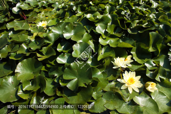 水百合