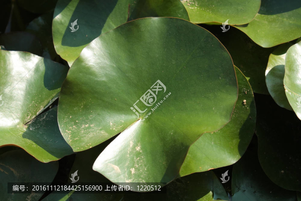 水葉。莉莉