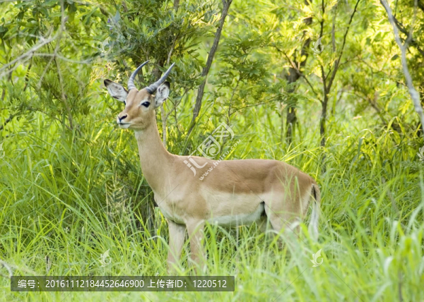 帕拉：Aepyceros,Melampus