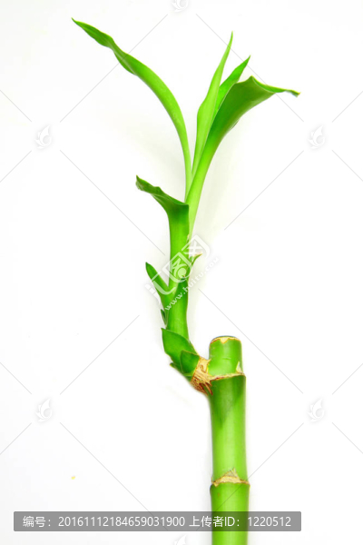 竹