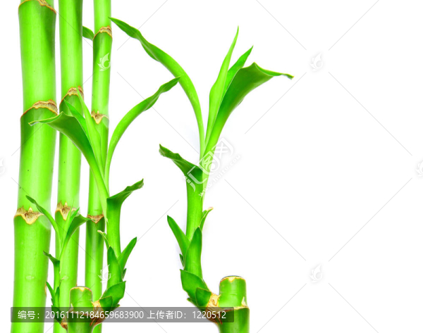 竹