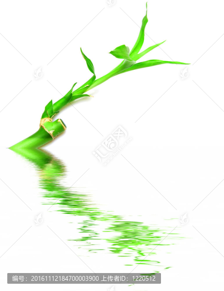 竹-匯圖網(wǎng) www.fosd68.com 竹